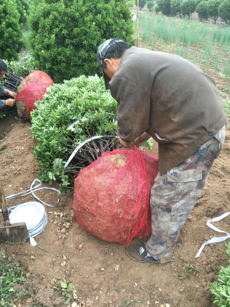 洛陽(yáng)大葉黃楊柱子基地